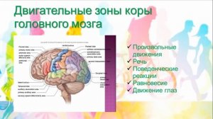"Двигательная активность"