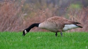 13886205_1920_1080_60fps