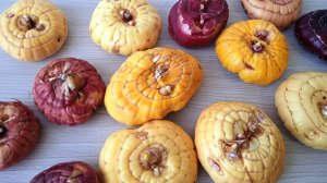 Подготовка луковиц гладиолусов к посадке чтобы выросли крупными и пышно цвели