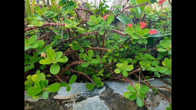 Тайланд. Пляж Карон. Музыка для работы, медитации.