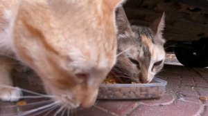 Бездомные коты кушают под машиной