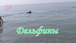 Дельфины бок о бок с людьми /  Большой Сочи