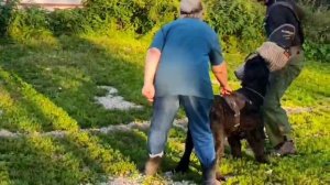 Первые занатия ЗКС. Роман-Кош Цертус Амикус, сын Пули и Зигзага. Москва 1.09 25