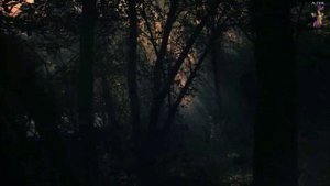 GEN DOS Шаманское дерево