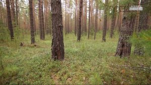 6 раз за сутки в Братском и Усть-Илимском районах видели медведей