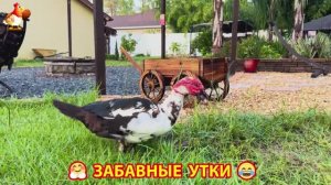 Забавные утки мускусные и пекинские на свободном выгуле со своими друзьями ч.(212) ❣️🤗😂