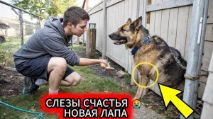 Собака БЕЗ ЛАПЫ И НА ЦЕПИ То что сделал этот парень ШОК