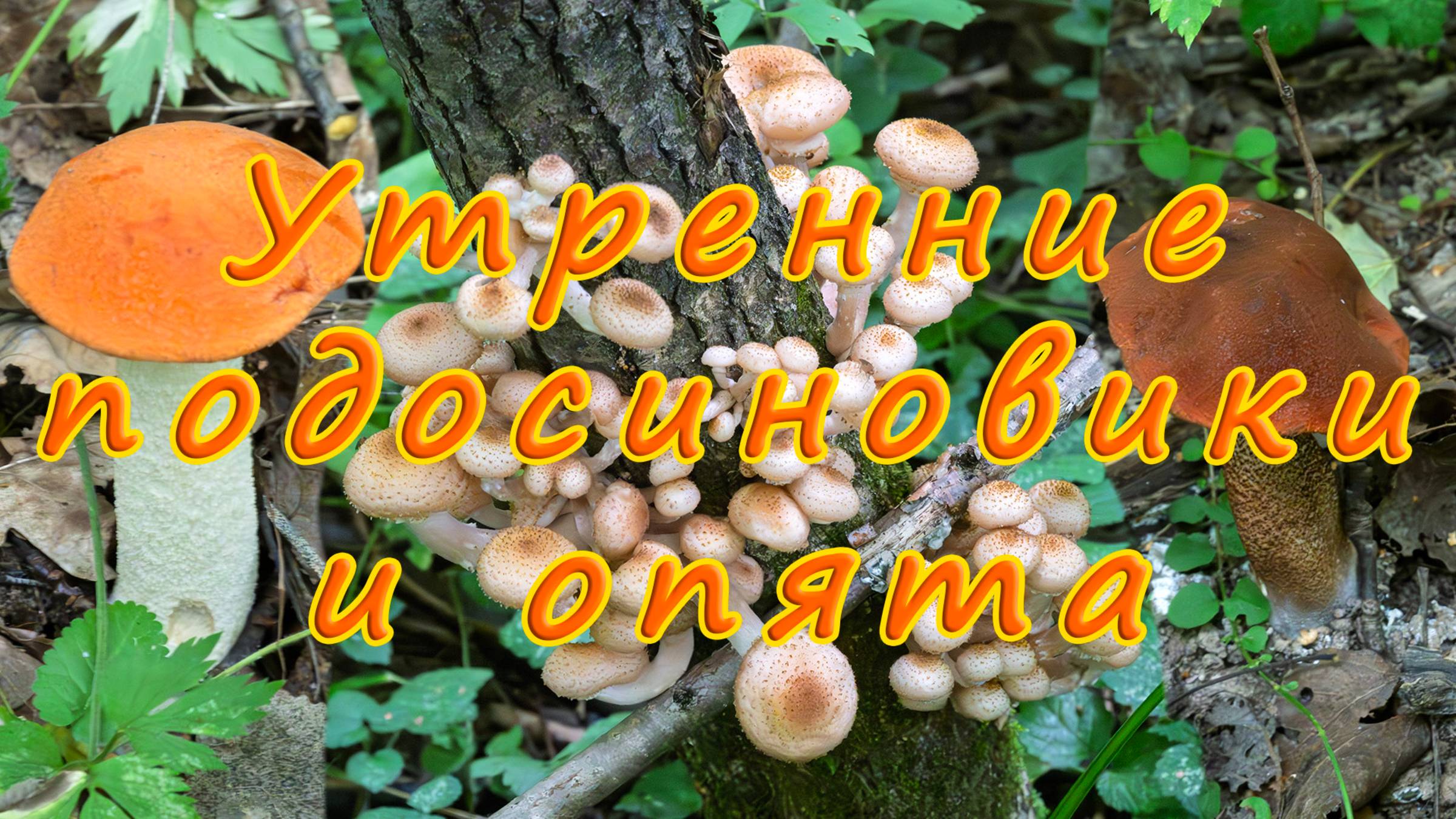 По грибы 2025! Утренние подосиновики и опята! смотреть онлайн