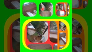 1000033671.mp4 (Собака наблюдает за креплением имитации бруса на в/фронтоне на 2 эт. дома А-фрейм)