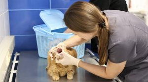 Ветеринаров поздравили с профессиональным праздником