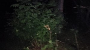 В лесу: на пути к многополярности - развитие не западных международных организаций: ШОС, БРИКС 🤝