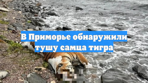 В Приморье обнаружили тушу самца тигра