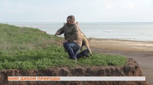 Вопрос-ответ: привязанность животных