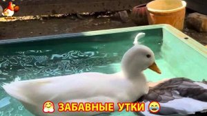 Забавные утки мускусные и пекинские на свободном выгуле со своими друзьями ч.(213) ❣️🤗😂