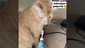 Моя первая книга "Лиза и коты"