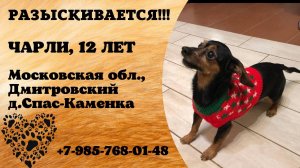 Пропала собака! ЧАРЛИ. 12 лет. Московская обл,  Дмитровский р-он,  д. Спас-Каменка