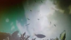 Все дальше уходят дни первой любви моей в прошлое. читает автор Богдан Бандура.