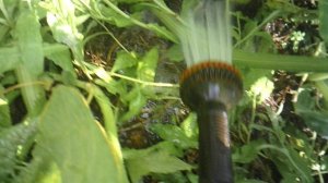 Обзор одного из давних дополнительных укоренений сорта "Улыбка"