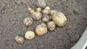 6 соток 30 августа 2025 г. "Казачёк"