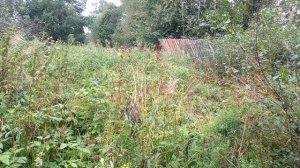 ШТРАФ за сорняки или отберут участок‼