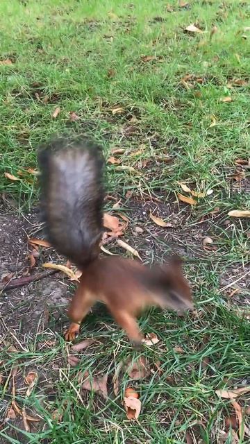 Забавный бельчонок. Очень.