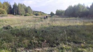 Пастбище Сентября