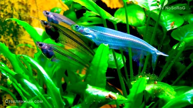 Как содержат Индийского стеклянного сомика (Glass catfish) — Kryptopterus bicirrhis ?