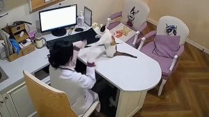 КОГДА РАБОТАТЬ ПРОСТО НЕВОЗМОЖНО ✓ ЛУЧШИЕ ВИДЕО С ЖИВОТНЫМИ 2025 🤯🐱🐶👍🚀