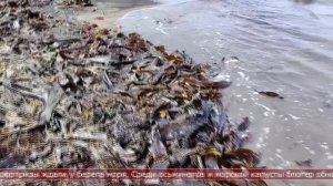 02.09.2025 Сахалинские блоги. Блоги обзор сбор морского шиповника