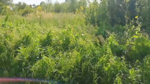 Ах, какой был девясил !