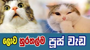 Смешные моменты с животными - Кошки и собаки (ПОДБОРКА №2)