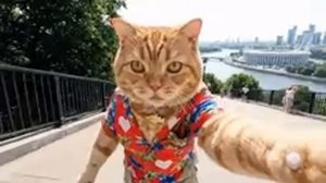 Влог рыжего кота из Москвы