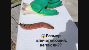 Испанский слизень в Подмосковье!