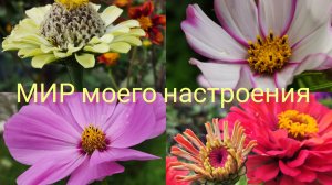 26.08.25 Дача.Работаю,планирую и ворон считаю🐦⬛