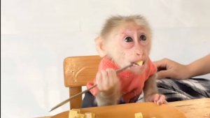 Обезьянка МАЛЫШКА ест сама ВИЛКОЙ кусочки банана Устала На ручках уснула ДОБРАЯ МИЛОТА