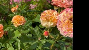 12.07.2025г. Цветение роз,