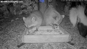 Пришел скунс к кормушке и отодвинул  енотов