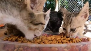 Котики кушают 4 кота