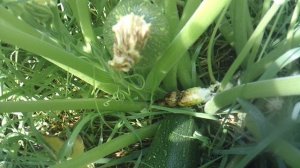 Обзор нашего первого кабачкового растения сорта "Цукеша"