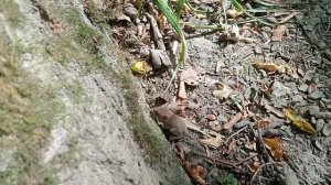 24 часа в лесу