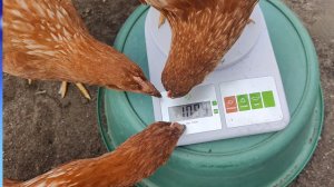 Наши красные бройлеры в 4 месяца.История из жизни о мясе.Взвешивание🤗🤔