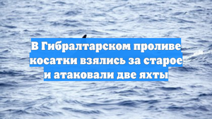 В Гибралтарском проливе косатки взялись за старое и атаковали две яхты