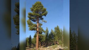 Осень листьями целует...