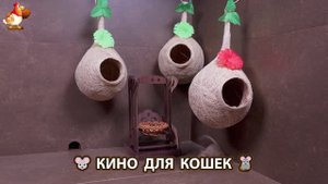 Видео для кошек про крысок развлекать питомцев 🐭🐀😂 (301)