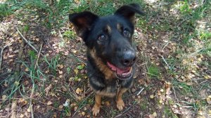 "Лукас и его занятия в лесу" ❥ Хроника #без_монтажа ❥ Приют в Малинках