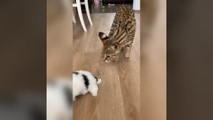 Наш TG https://t.me/liveofcats