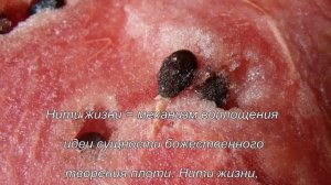 Путешествие в удивительный Мир живой природы 1-3 = Источник жизненной силы