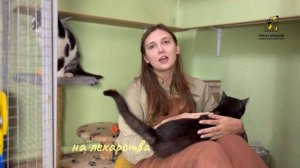 Братья по заболеваниям - Гэтсби и Таро. Поддержать ⬇️