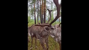 Диана Назарова | ТОЧКА.РФ – МЕСТО | село Норск