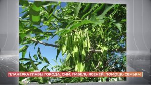 Планерка главы города: СИМ, гибель ясеней, помощь семьям